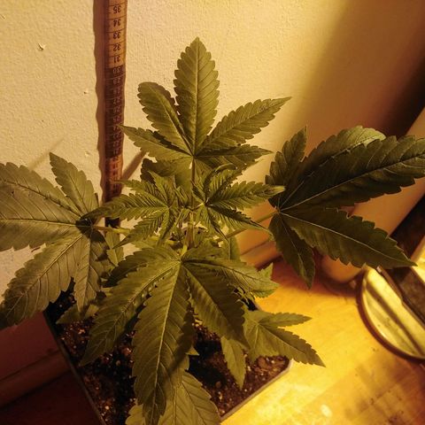 Team Marihuanas #3 growlog photo: 32cm.