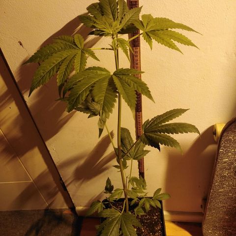 Team Marihuanas #3 growlog photo: 73cm.