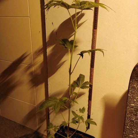 Team Marihuanas #3 growlog photo: 73cm.