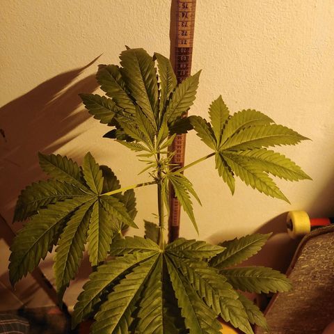 Team Marihuanas #3 growlog photo: 73cm.