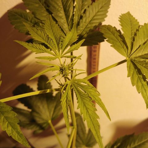 Team Marihuanas #3 growlog photo: 73cm.