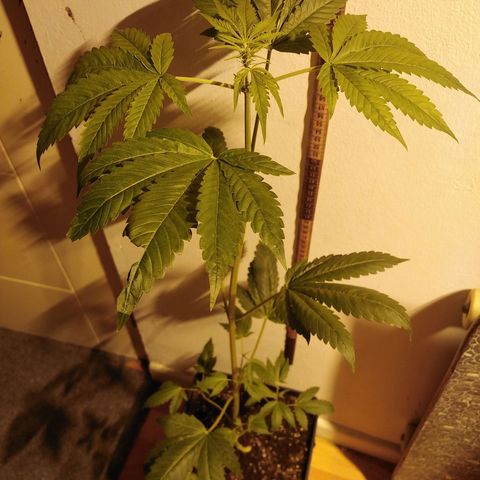Team Marihuanas #3 growlog photo: 73cm.