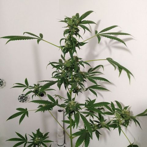 Team Marihuanas #3 growlog photo: corte nueo
