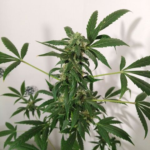 Team Marihuanas #3 growlog photo: corte nueo