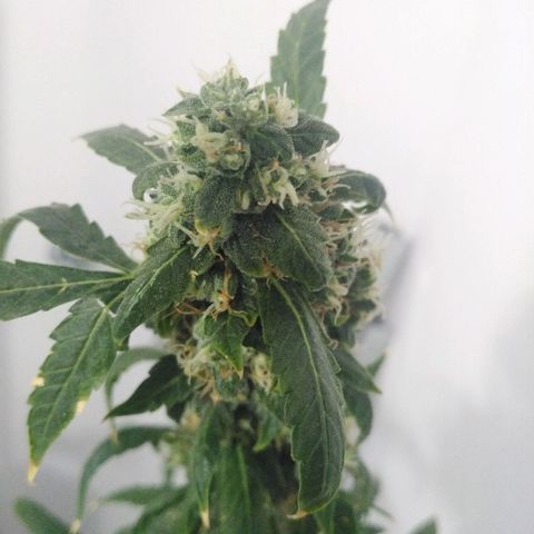 Team Marihuanas #3 growlog timeline photo