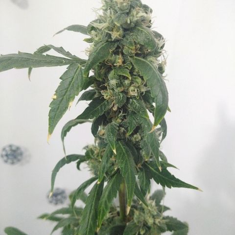 Team Marihuanas #3 growlog timeline photo