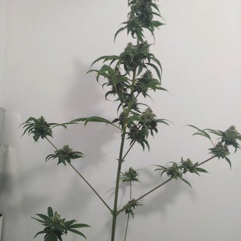 Team Marihuanas #3 growlog timeline photo
