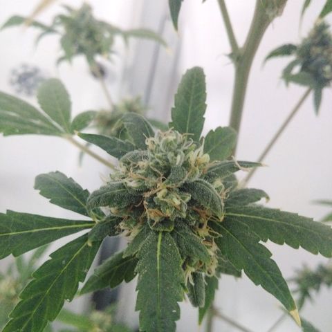 Team Marihuanas #3 growlog timeline photo