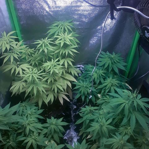 Northern lights growlog timeline photo