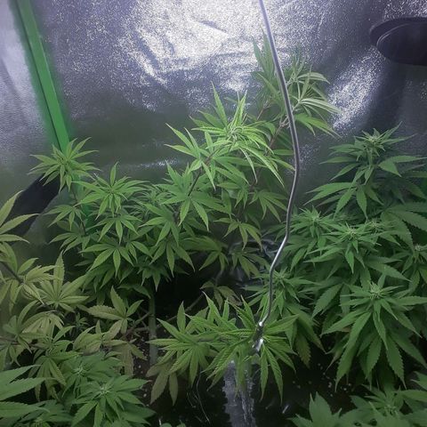 Northern lights growlog photo: Flora