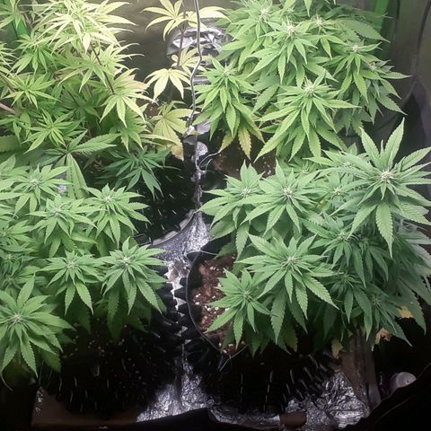 Northern lights growlog photo: Pleno comienzo flora