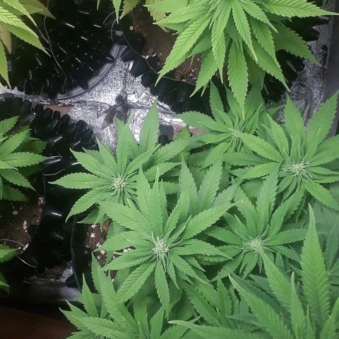 Northern lights growlog photo: Pleno comienzo flora