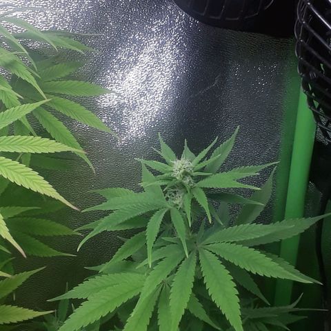 Northern lights growlog photo: Pleno comienzo flora