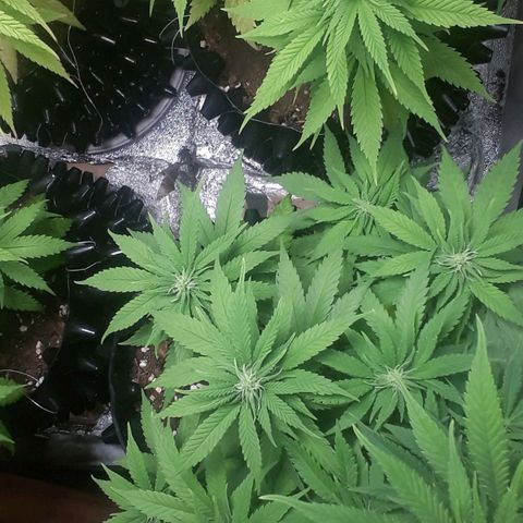 Northern lights growlog timeline photo