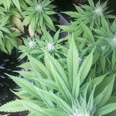 Northern lights growlog timeline photo