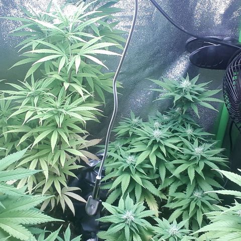 Northern lights growlog timeline photo