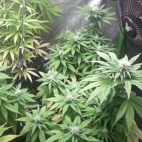 Northern lights growlog timeline photo