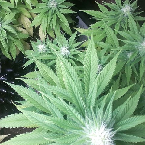 Northern lights growlog timeline photo