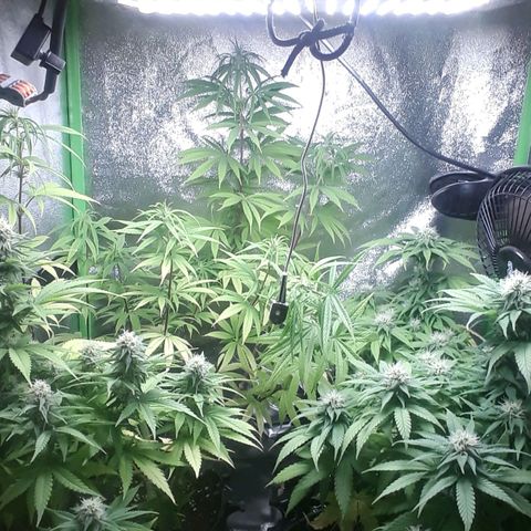 Northern lights growlog timeline photo