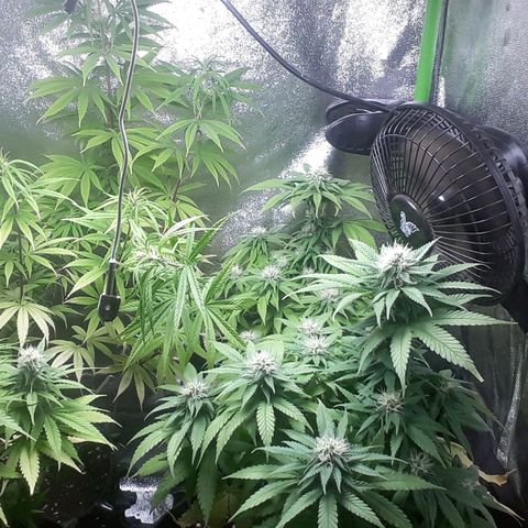 Northern lights growlog timeline photo