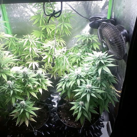 Northern lights growlog timeline photo