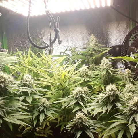 Northern lights growlog timeline photo