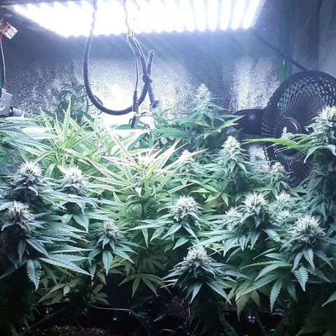Northern lights growlog timeline photo