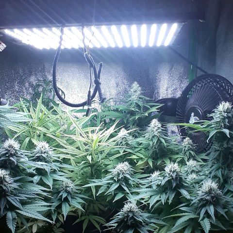 Northern lights growlog timeline photo
