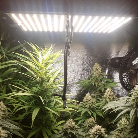 Northern lights growlog timeline photo