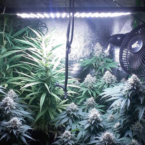 Northern lights growlog timeline photo