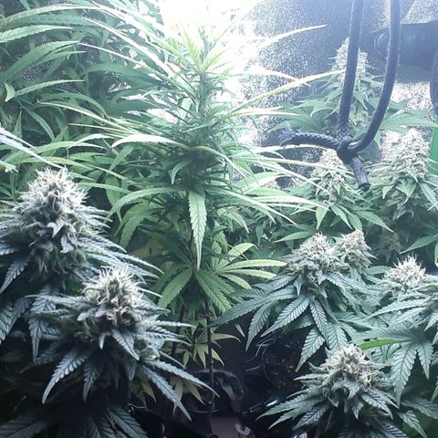 Northern lights growlog timeline photo