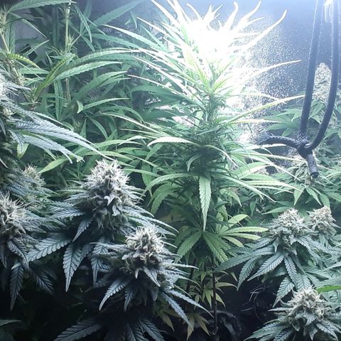 Northern lights growlog timeline photo