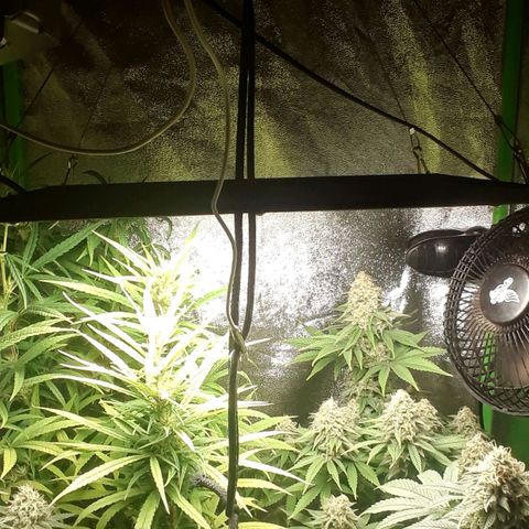 Northern lights growlog timeline photo