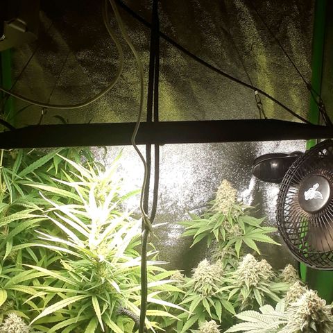 Northern lights growlog timeline photo