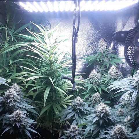 Northern lights growlog timeline photo