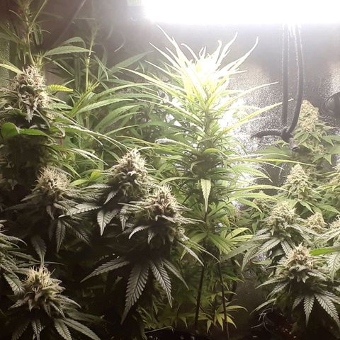 Northern lights growlog timeline photo