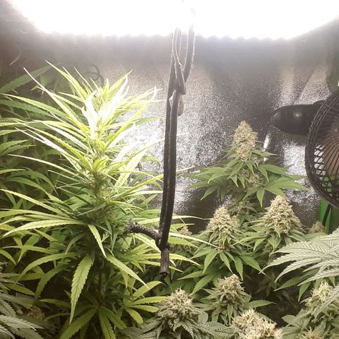 Northern lights growlog timeline photo