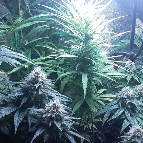Northern lights growlog timeline photo