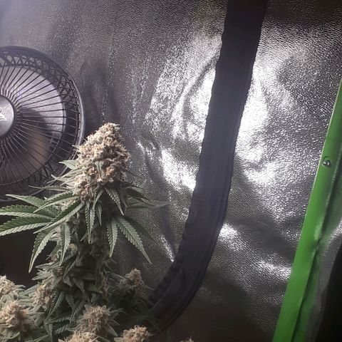 Northern lights growlog photo: Casi casi