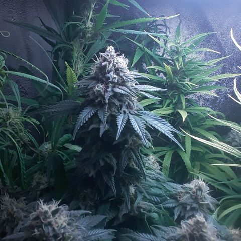 Northern lights growlog photo: Casi casi
