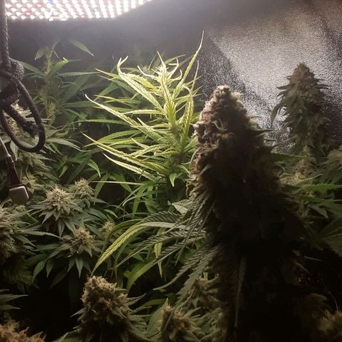 Northern lights growlog photo: Casi casi