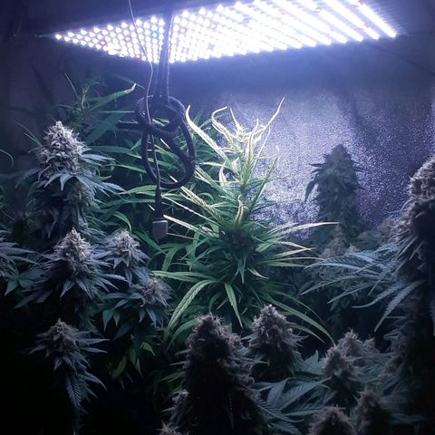 Northern lights growlog photo: Casi casi