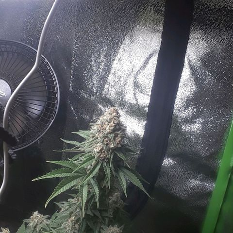 Northern lights growlog photo: Casi casi