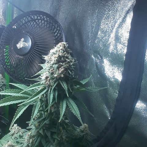 Northern lights growlog photo: Casi casi