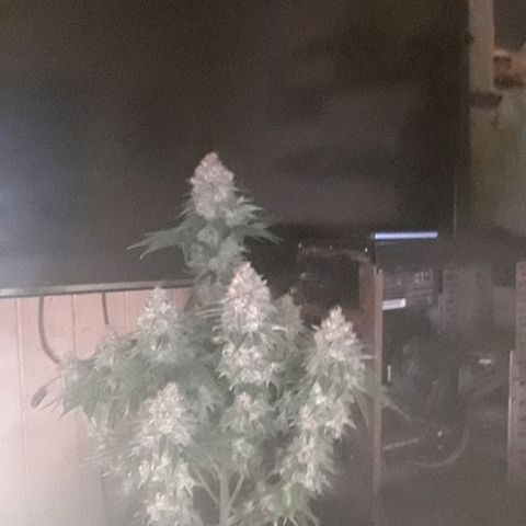 Northern lights growlog photo: Casi casi
