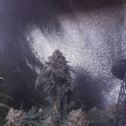 Northern lights growlog photo: Casi casi