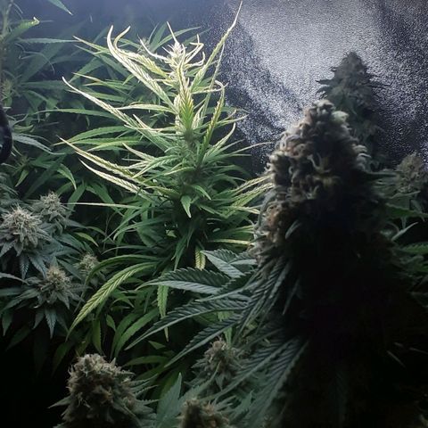 Northern lights growlog photo: Casi casi