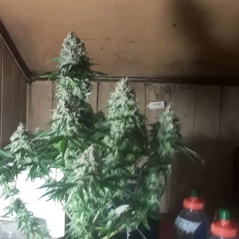 Northern lights growlog photo: Casi casi
