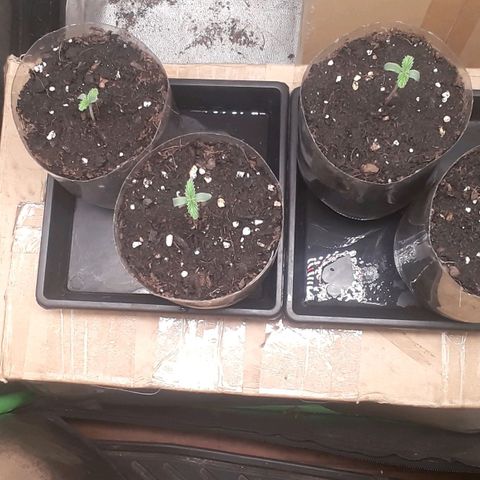 Satan's Bride growlog timeline photo