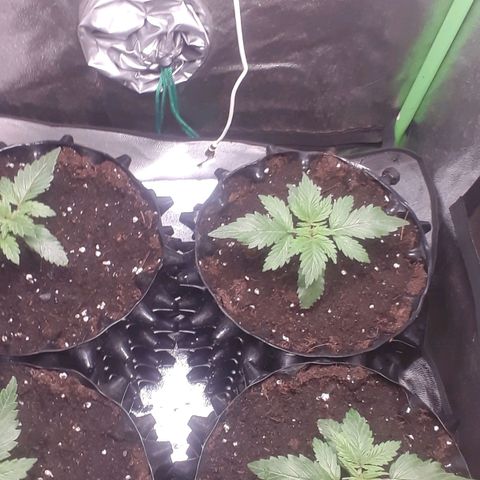 Satan's Bride growlog timeline photo